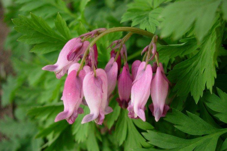 Цветок Разбитое сердце – фото