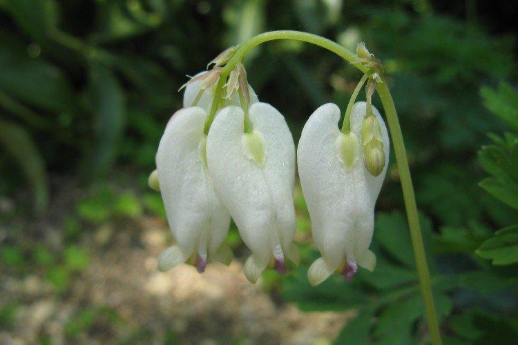 Цветок Разбитое сердце – фото