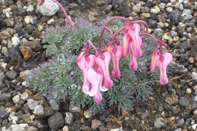 Цветок Разбитое сердце – фото