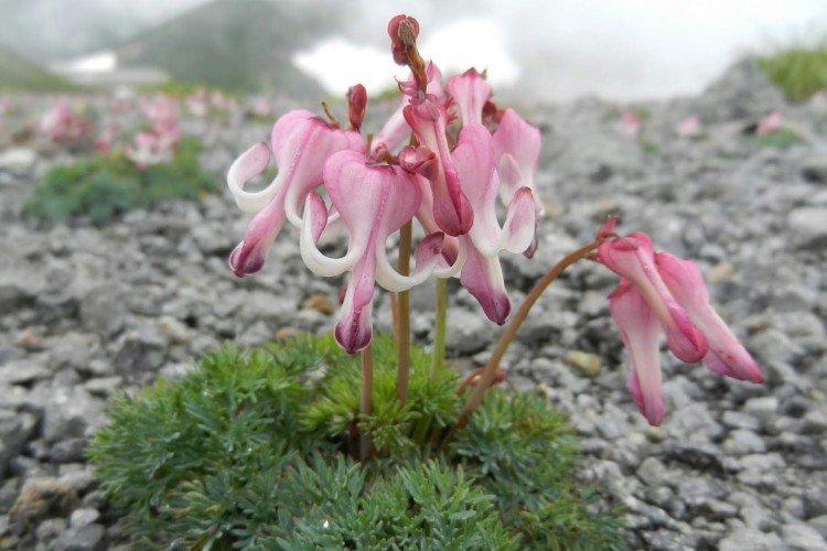 Цветок Разбитое сердце – фото