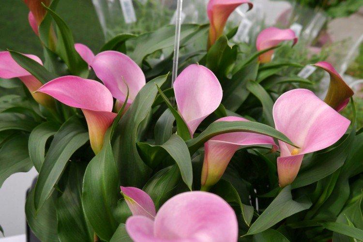 Общая информация