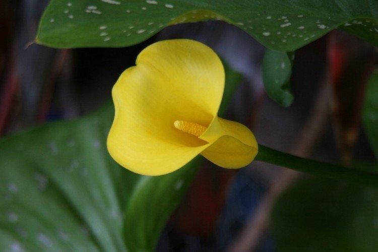 Удобрения и подкормка