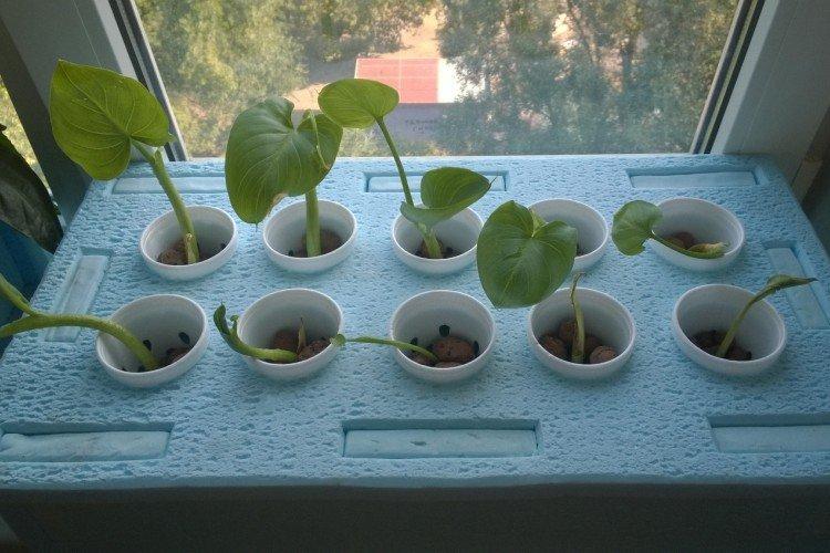 Посадка и размножение