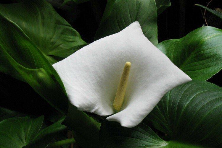 Вредители и болезни каллы