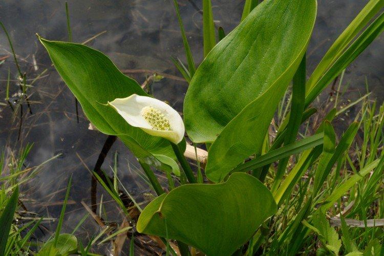 Каллы – фото