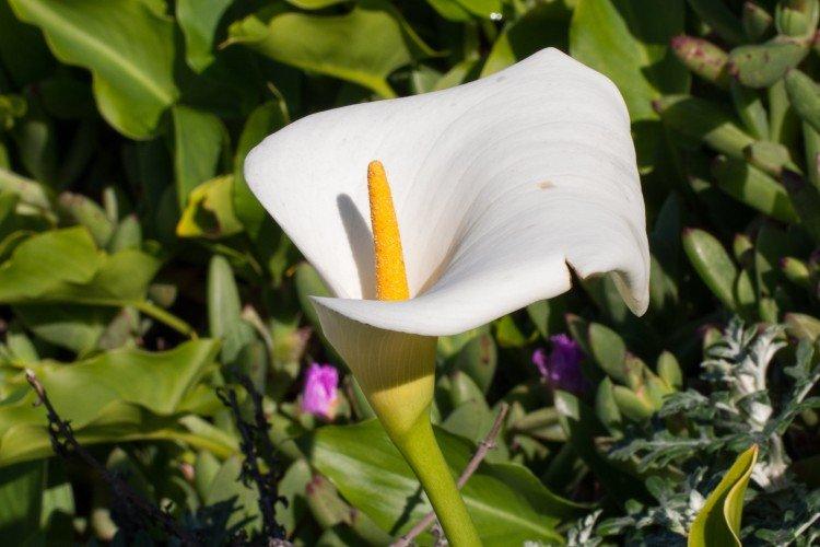 Каллы – фото