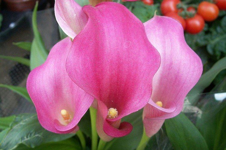 Каллы – фото