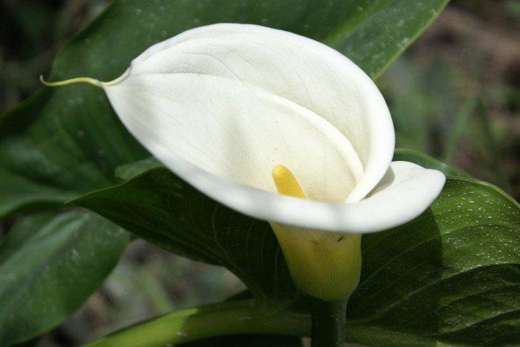 Каллы – фото