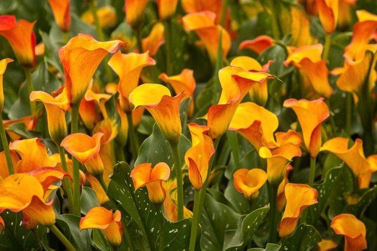 Каллы – фото