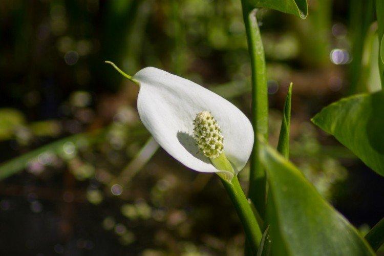 Каллы – фото