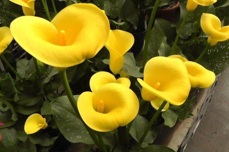 Каллы – фото