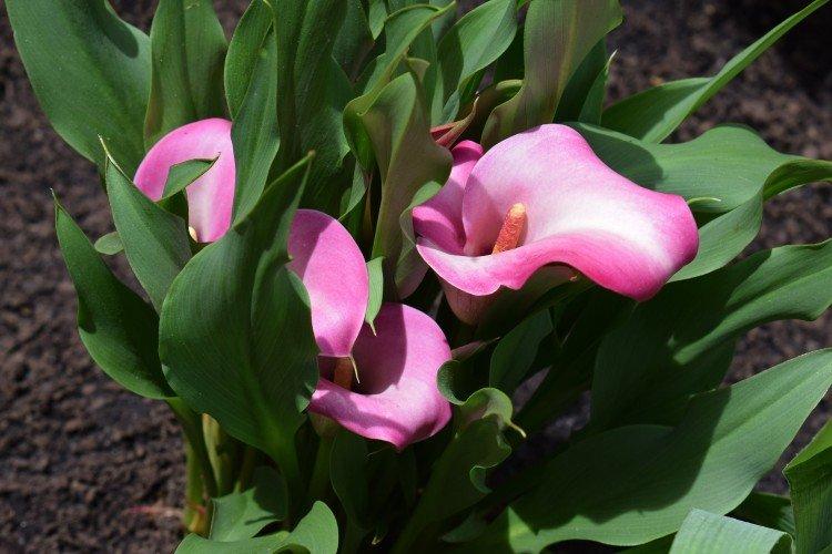 Каллы – фото