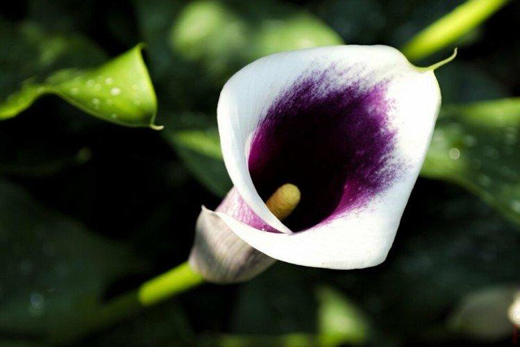 Каллы – фото