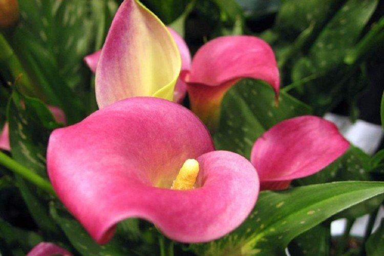 Каллы – фото