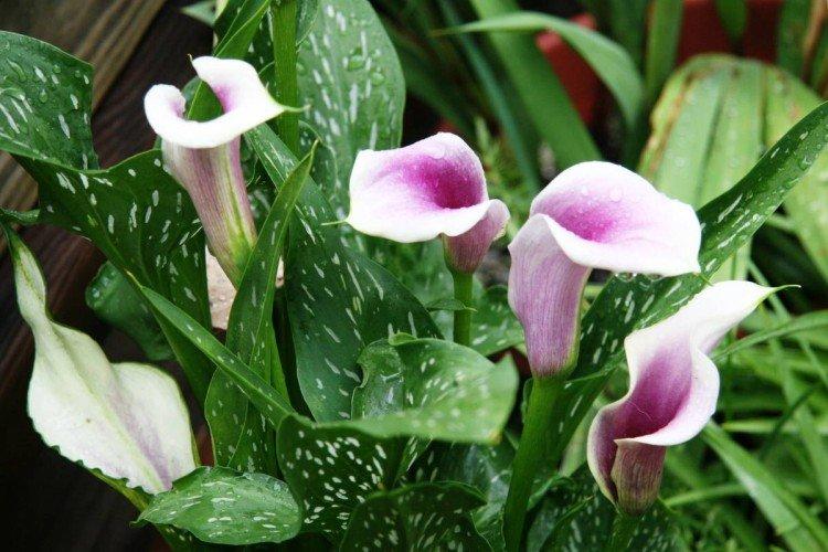 Каллы – фото