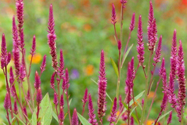 Целозия – фото