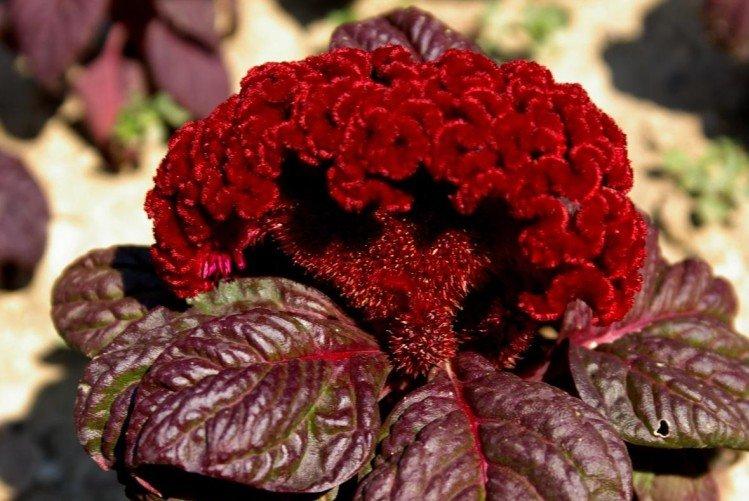 Целозия – фото