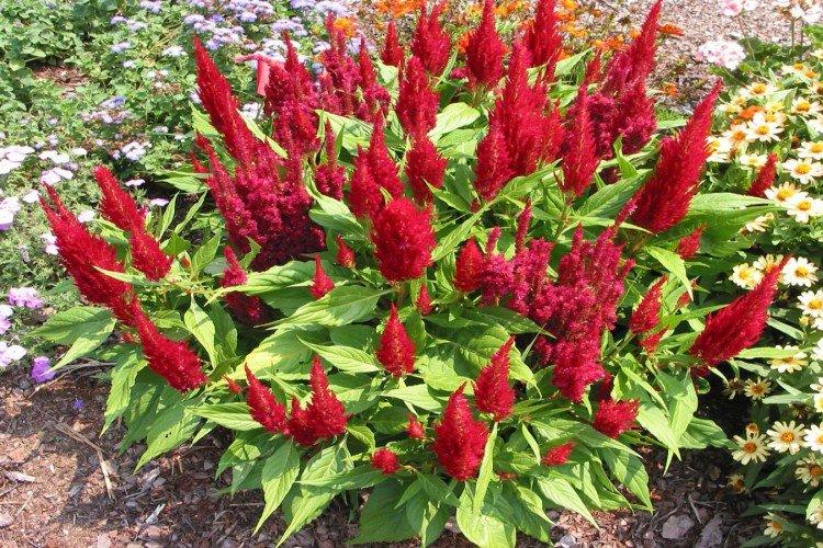 Целозия – фото