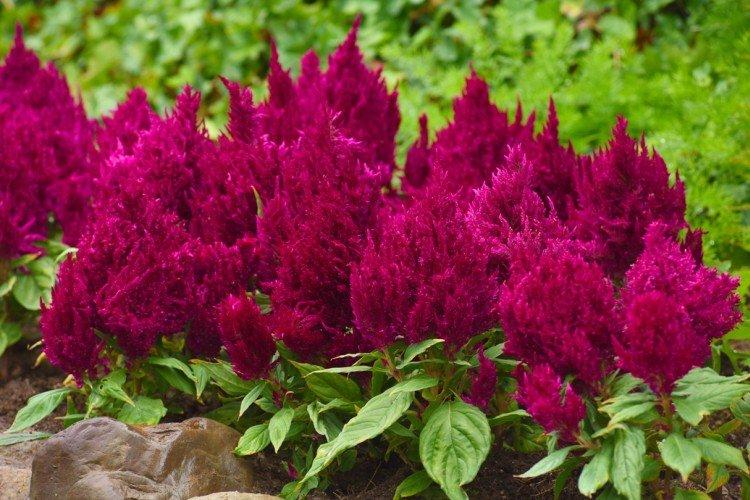 Целозия – фото