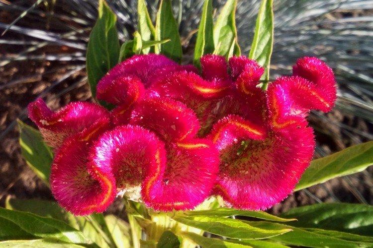 Гребенчатая целозия