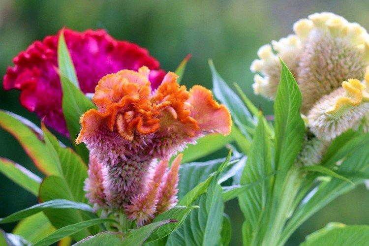 Целозия – фото