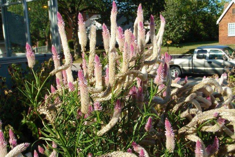 Целозия – фото