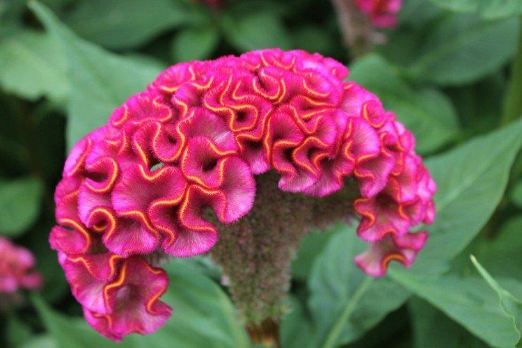 Целозия – фото