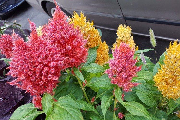 Целозия – фото