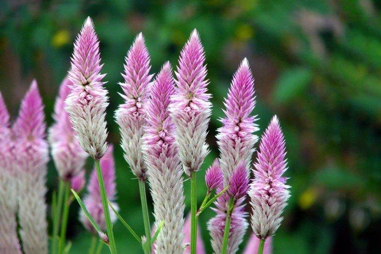 Целозия – фото