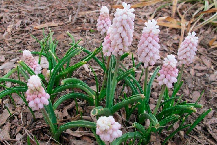 Хранение луковиц