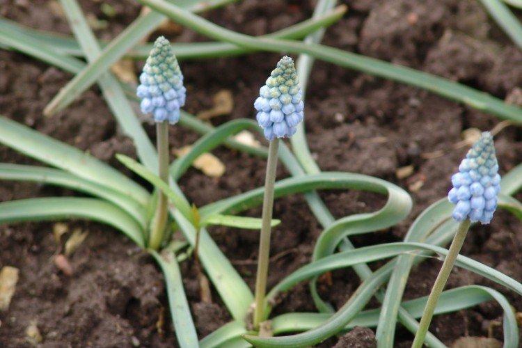 Вредители и болезни мускари