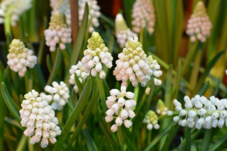 Мускари – фото