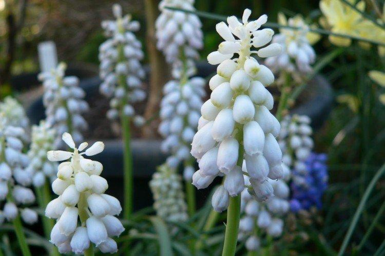 Мускари – фото