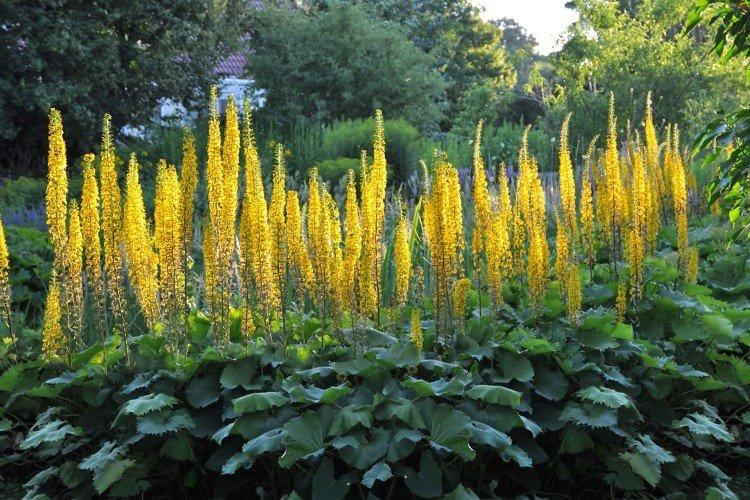 Бузульник (50 фото): виды, посадка и уход в открытом грунте