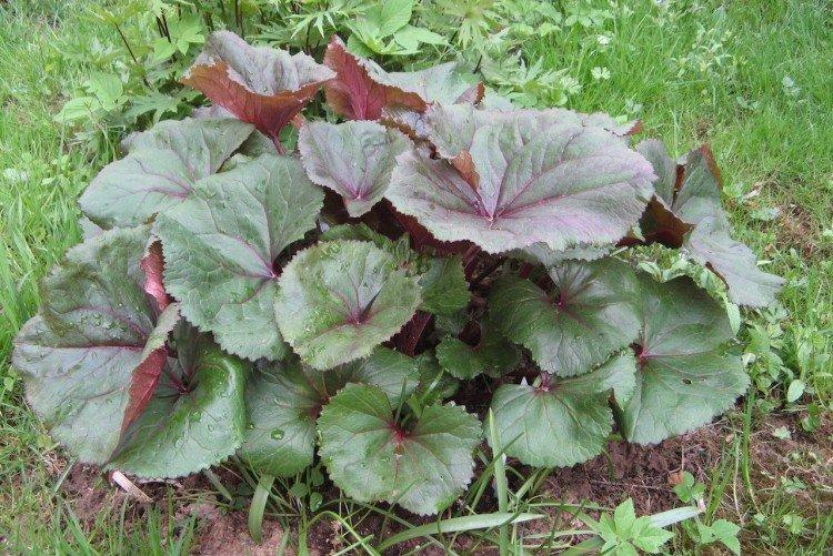 Удобрения и подкормка