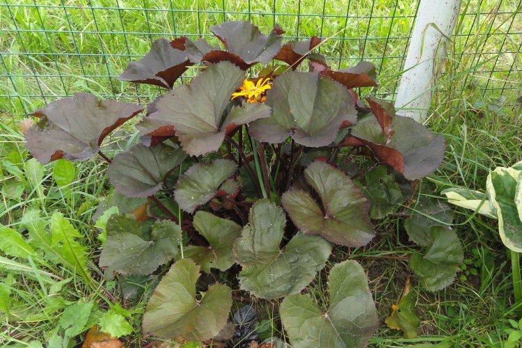 Бузульник – фото