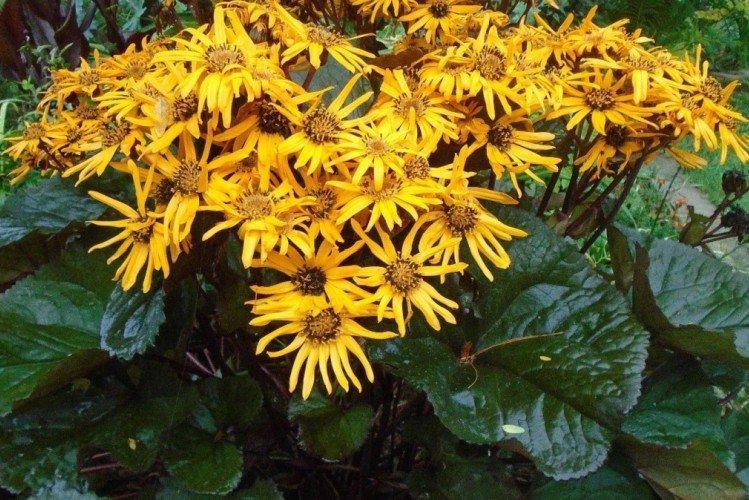 Бузульник – фото