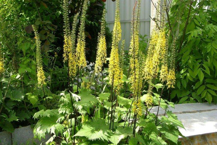 Бузульник – фото