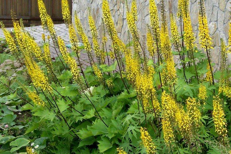 Бузульник – фото