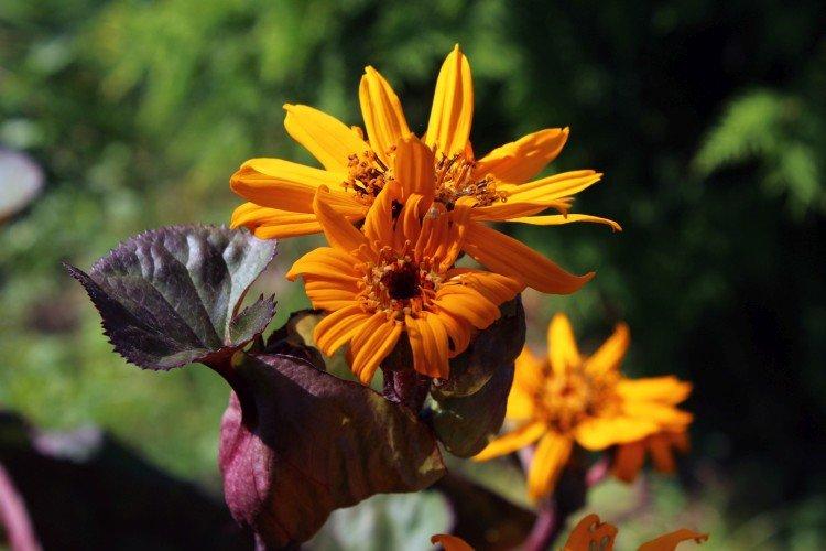 Бузульник – фото