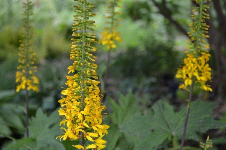 Бузульник – фото