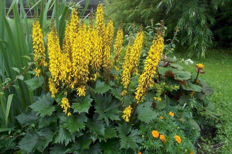 Бузульник Вильсона