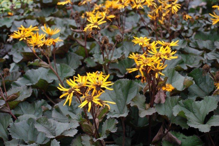 Бузульник – фото