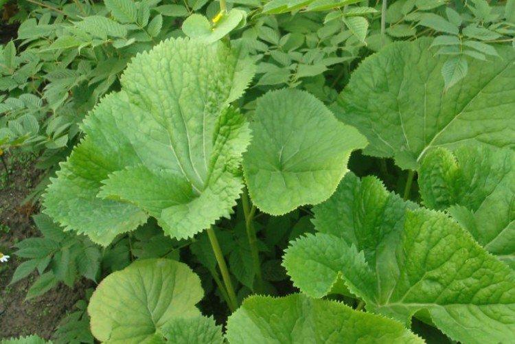 Бузульник Воробьева