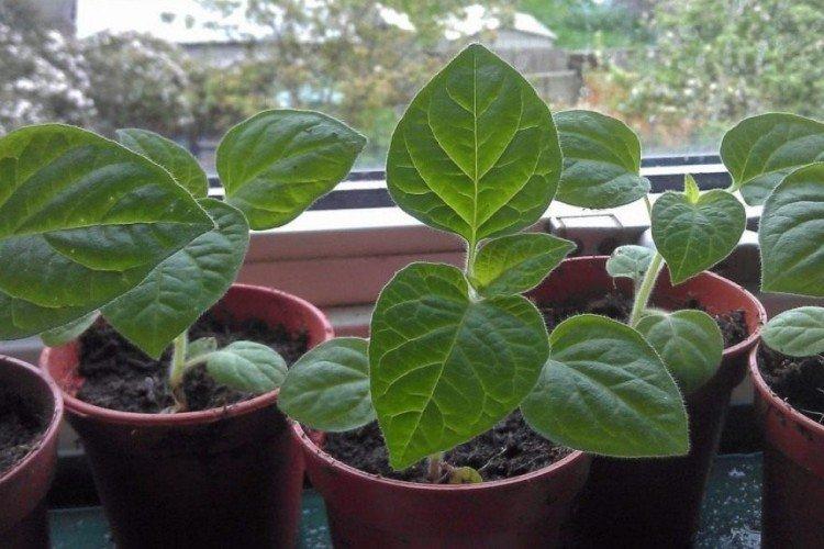 Посадка и размножение