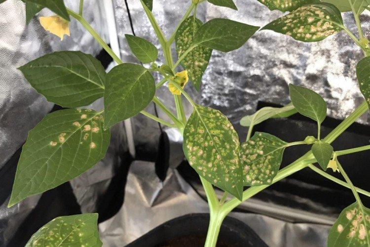 Вредители и болезни физалиса