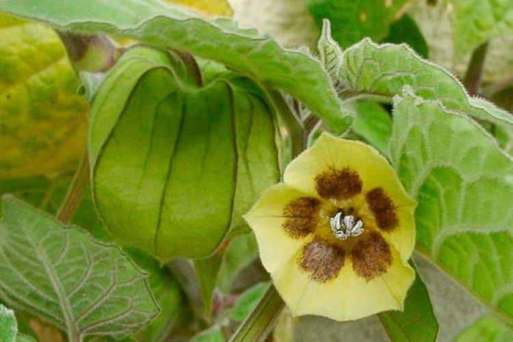 Физалис – фото