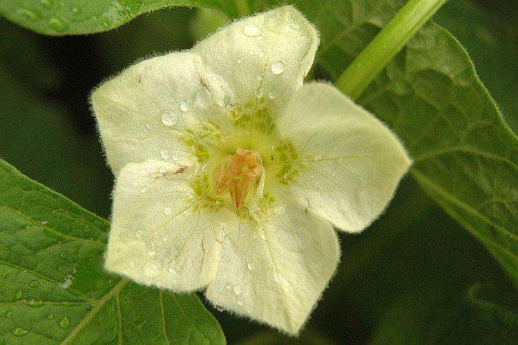 Физалис – фото