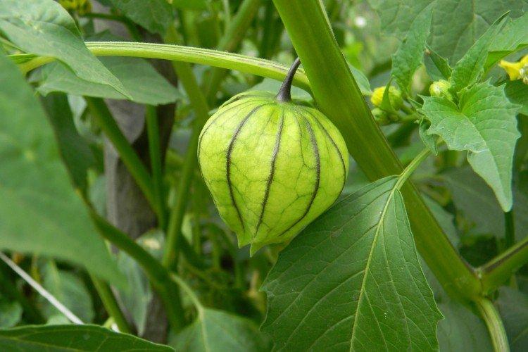 Физалис – фото