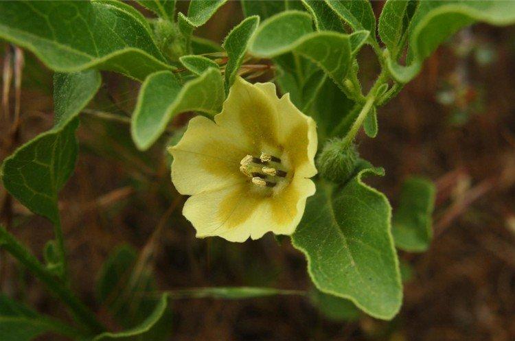 Физалис – фото